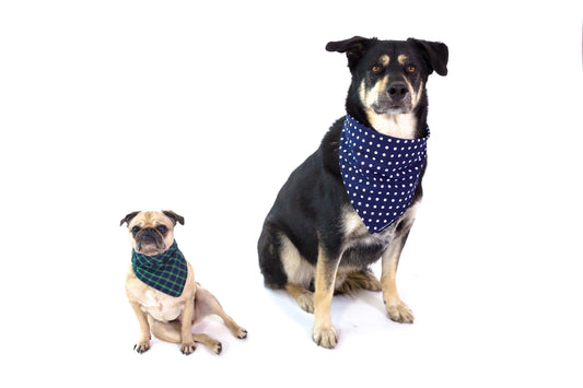 Kan een hond veganistisch eten? - VeganHondenvoer.nl