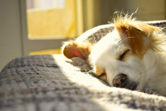 Vegan Hondenvoer vs. Zelfgekookt Vegan Hondenvoer: Wat is het beste voor je hond? - VeganHondenvoer.nl