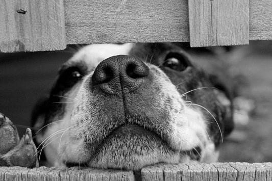 Kan een hond leven zonder vlees? - VeganHondenvoer.nl